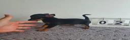 Chihuahua perros en venta: Chihuahua miniatura  - Anuncio 1
