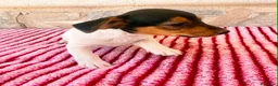 Jack Russell Terrier perros en venta: Jack Russell terrier  - Anuncio 2