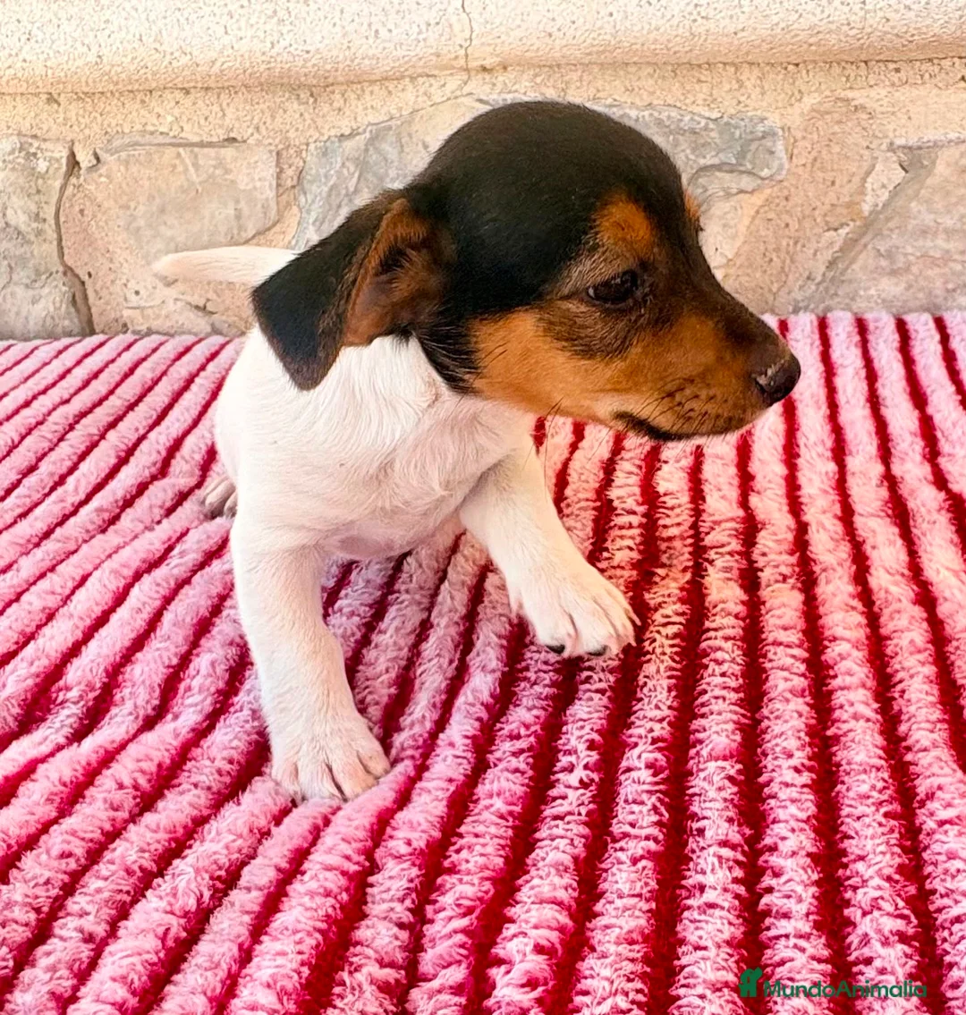 Jack Russell Terrier perros en venta: Jack Russell terrier  - Anuncio 2