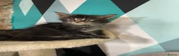 Maine Coon gatos en venta: Black tabby y Blue tabby - Anuncio 5