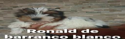 Biewer Yorkshire Terrier a la Pom Pon perros en venta: Biewer con pedigree de la mejor calidad - Anuncio 19