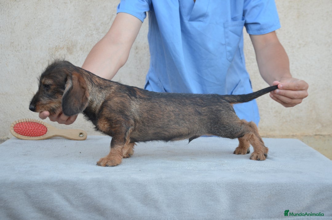 Teckel perros en venta: Teckel de pelo duro - Imagen 1