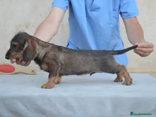 Teckel perros Teckel de pelo duro - Anuncio 15