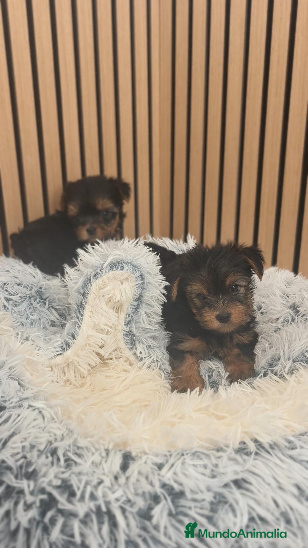 Yorkshire Terrier perros Yorkshire terrier macho disponible  - Anuncio 1