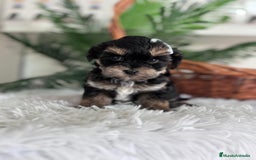 Raza Mixta perros en venta: YORKIPOO - Anuncio 11