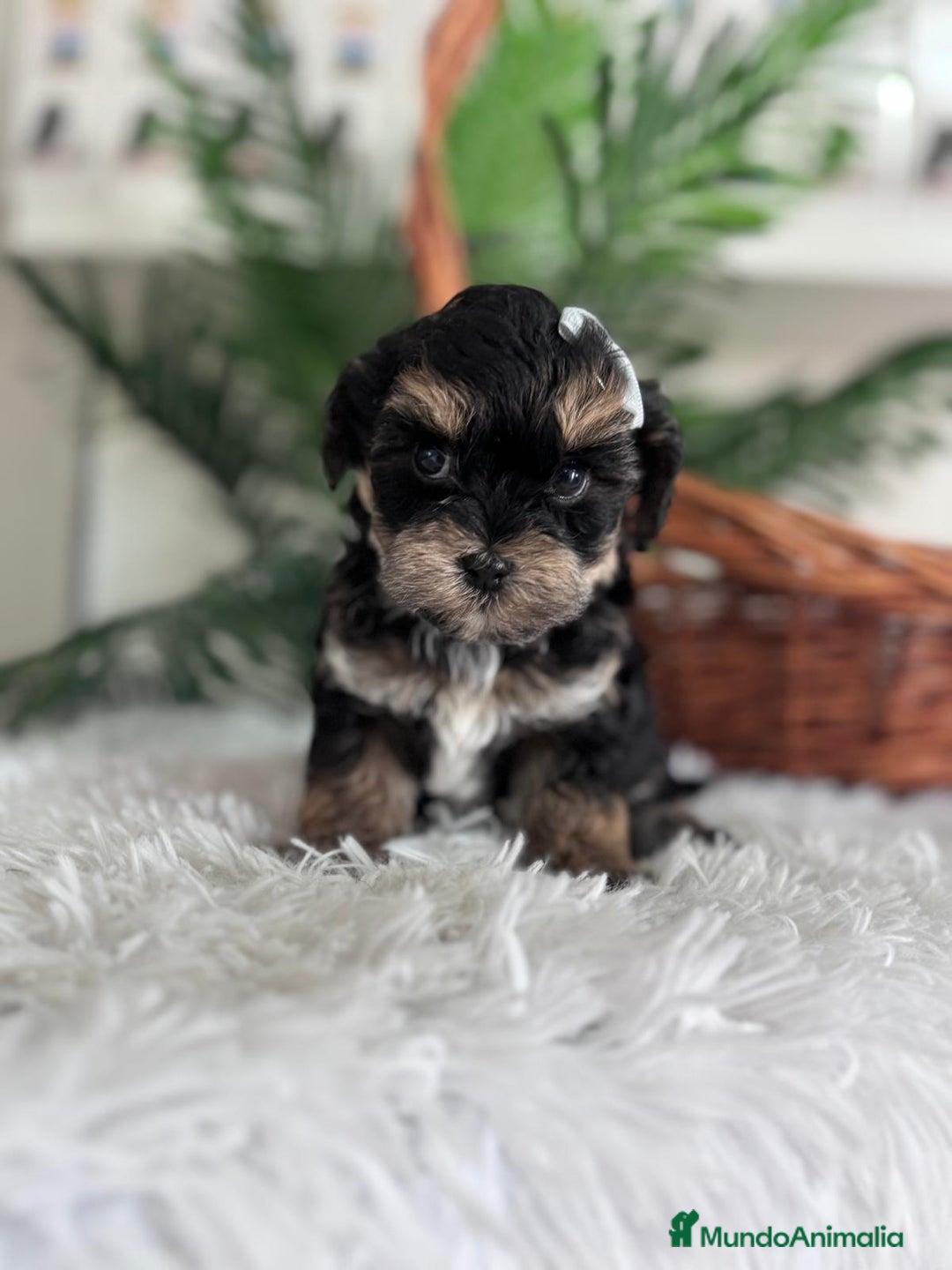 Raza Mixta perros en venta: YORKIPOO - Anuncio 11