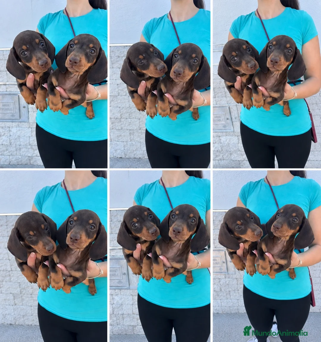 Teckel Miniatura perros en venta: teckel kaninchen  - Anuncio 5