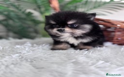 Pomerania perros en venta: POMERANIA HEMBRA - Imagen 10