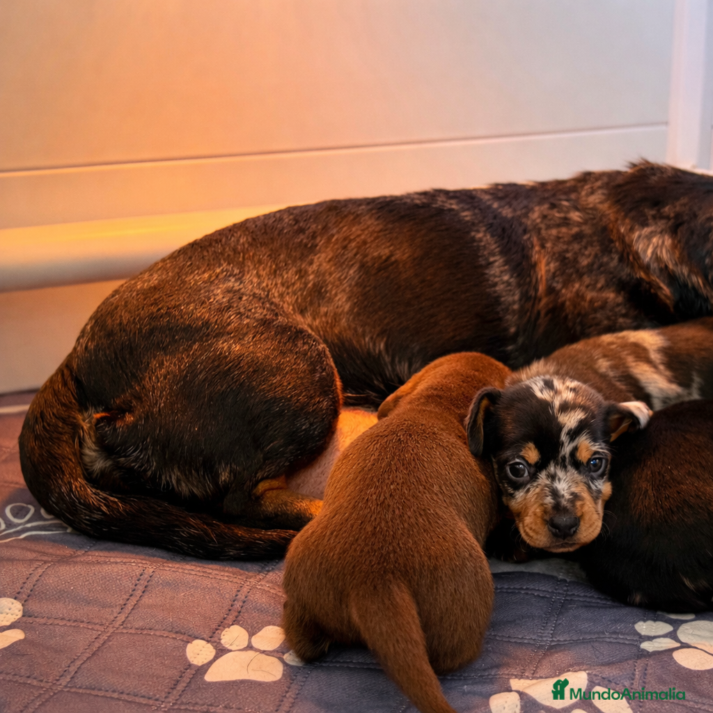 Teckel Miniatura perros Preciosos cachorros Teckel miniatura  - Anuncio 2