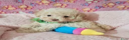 Caniche Toy perros en venta: Cachorros de Caniche Toy  - Anuncio 3