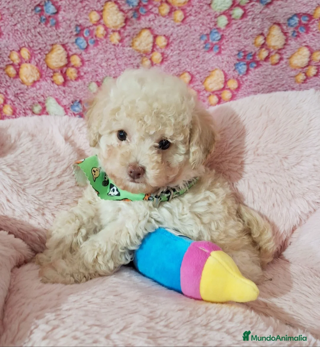 Caniche Toy perros en venta: Cachorros de Caniche Toy  - Anuncio 3