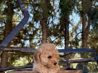 Labradoodle perros Labradoodle - Anuncio 1