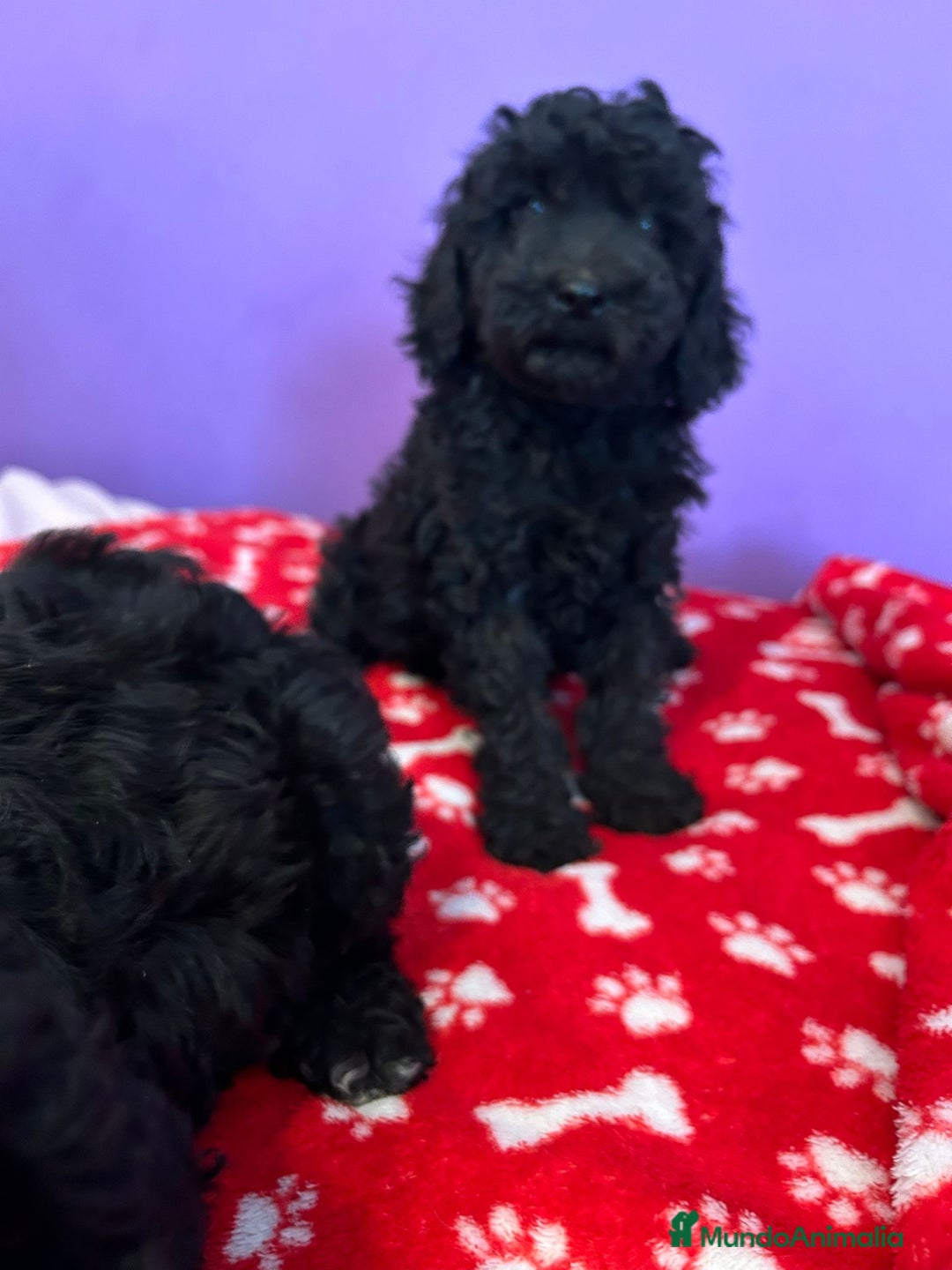 Caniche Enano perros en venta: Caniche mama enana papa toy !!! - Imagen 3