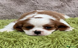 Cavalier King Charles Spaniel perros en venta: Cavalier - Imagen 5