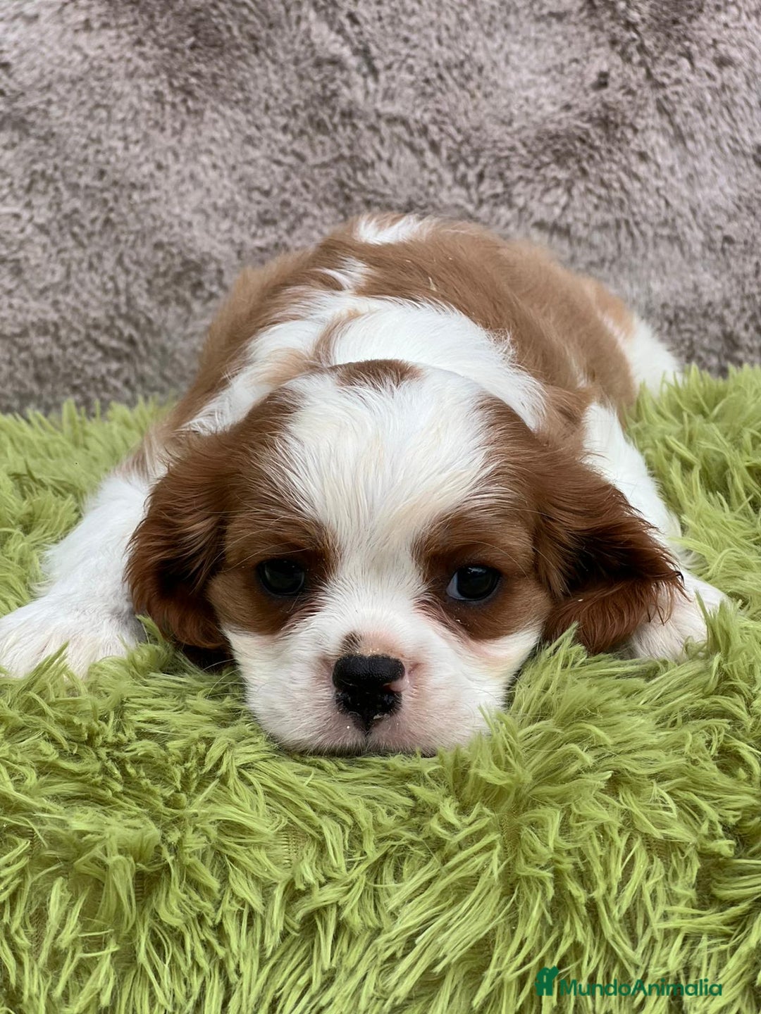 Cavalier King Charles Spaniel perros en venta: Cavalier - Imagen 5