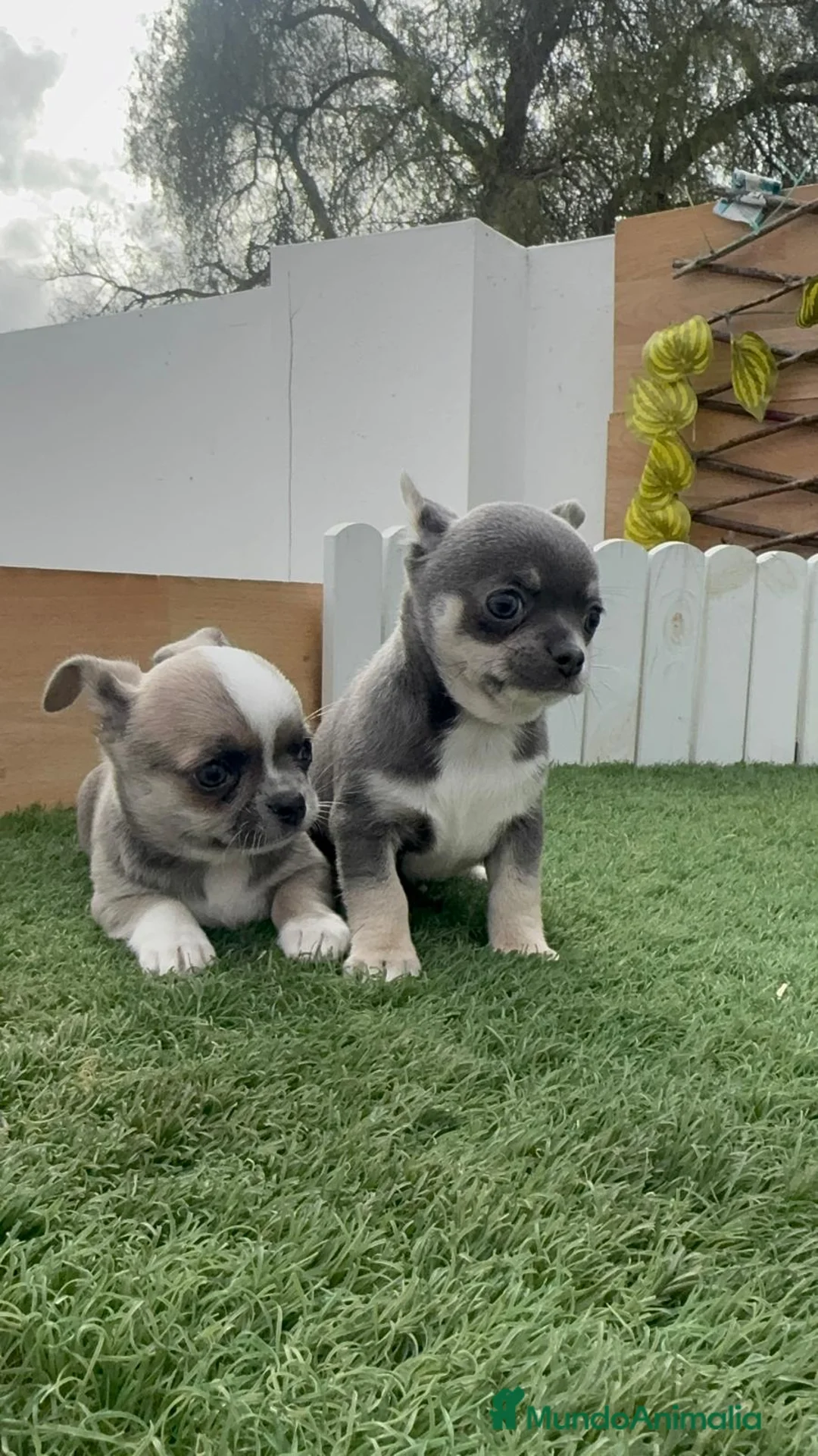 Chihuahua perros en venta: CHIUAHUA MACHO - Anuncio 2