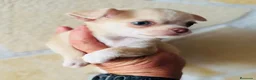 Chihuahua perros en venta: Chihuahua toy  - Anuncio 5