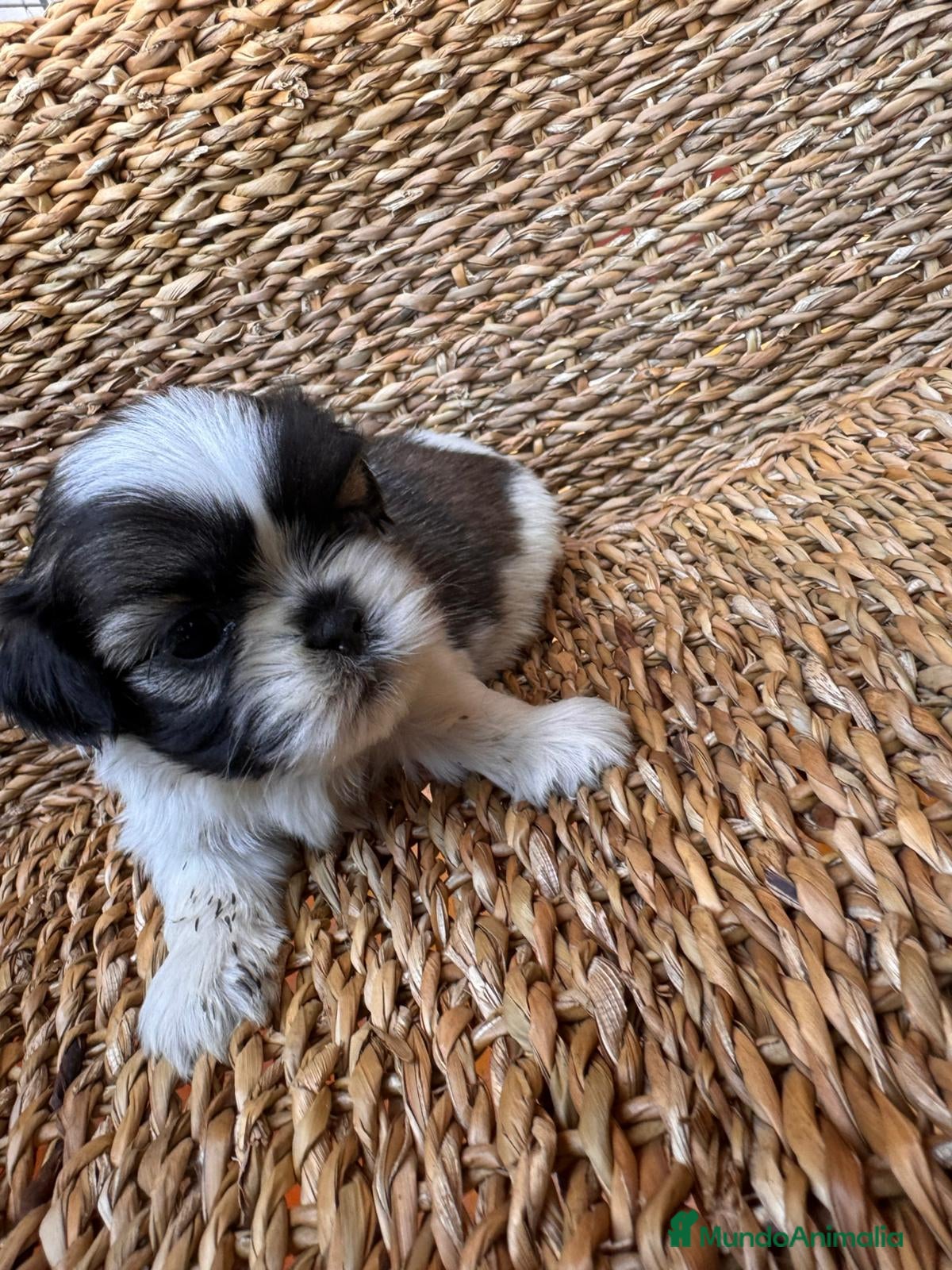 Shih Tzu perros Shi Tzu Macho - Anuncio 2