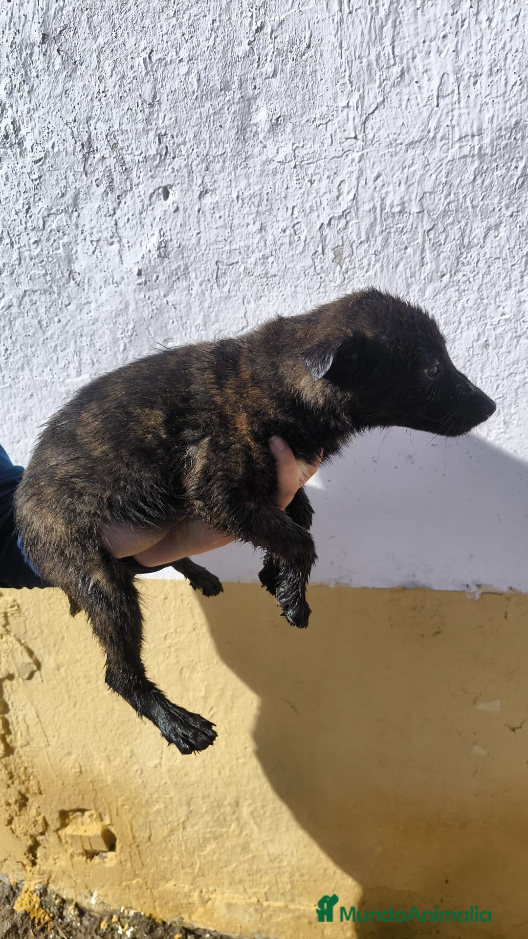 Pastor Holandés perros Pastor holandes - Anuncio 1