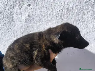 Pastor Holandés perros Pastor holandes - Anuncio 1