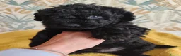 Perro de Agua Español perros en venta: Espectacular PDA - Anuncio 3