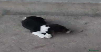 Jack Russell Terrier perros - Anuncio 4