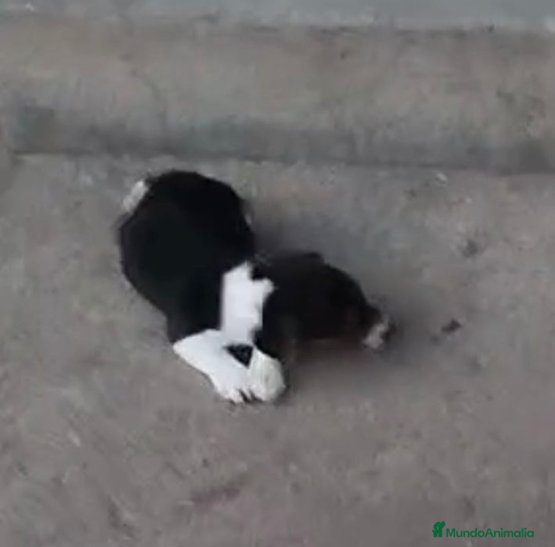 Jack Russell Terrier perros en venta: Jack Russell  - Imagen 3