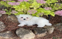 Bichón Maltés perros en venta: Bichon Maltés Toy macho y hembra  - Imagen 1