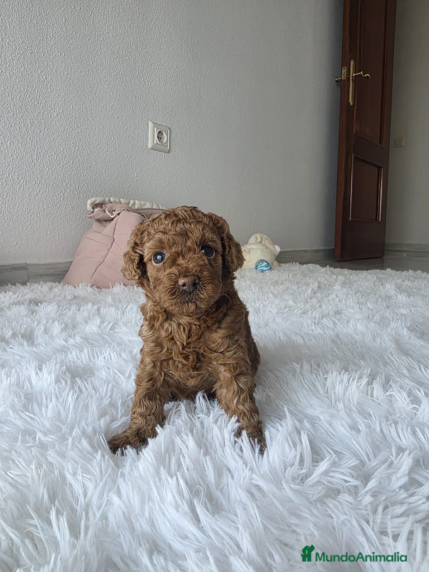 Caniche Toy perros CANICHE TOY - Anuncio 1