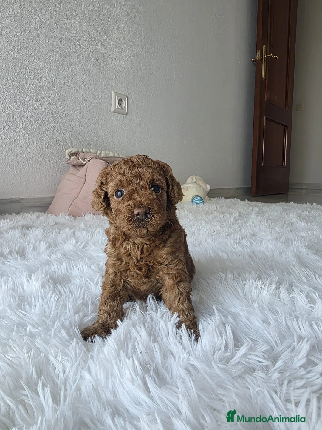 Caniche Toy perros en venta: CANICHE TOY - Anuncio 1