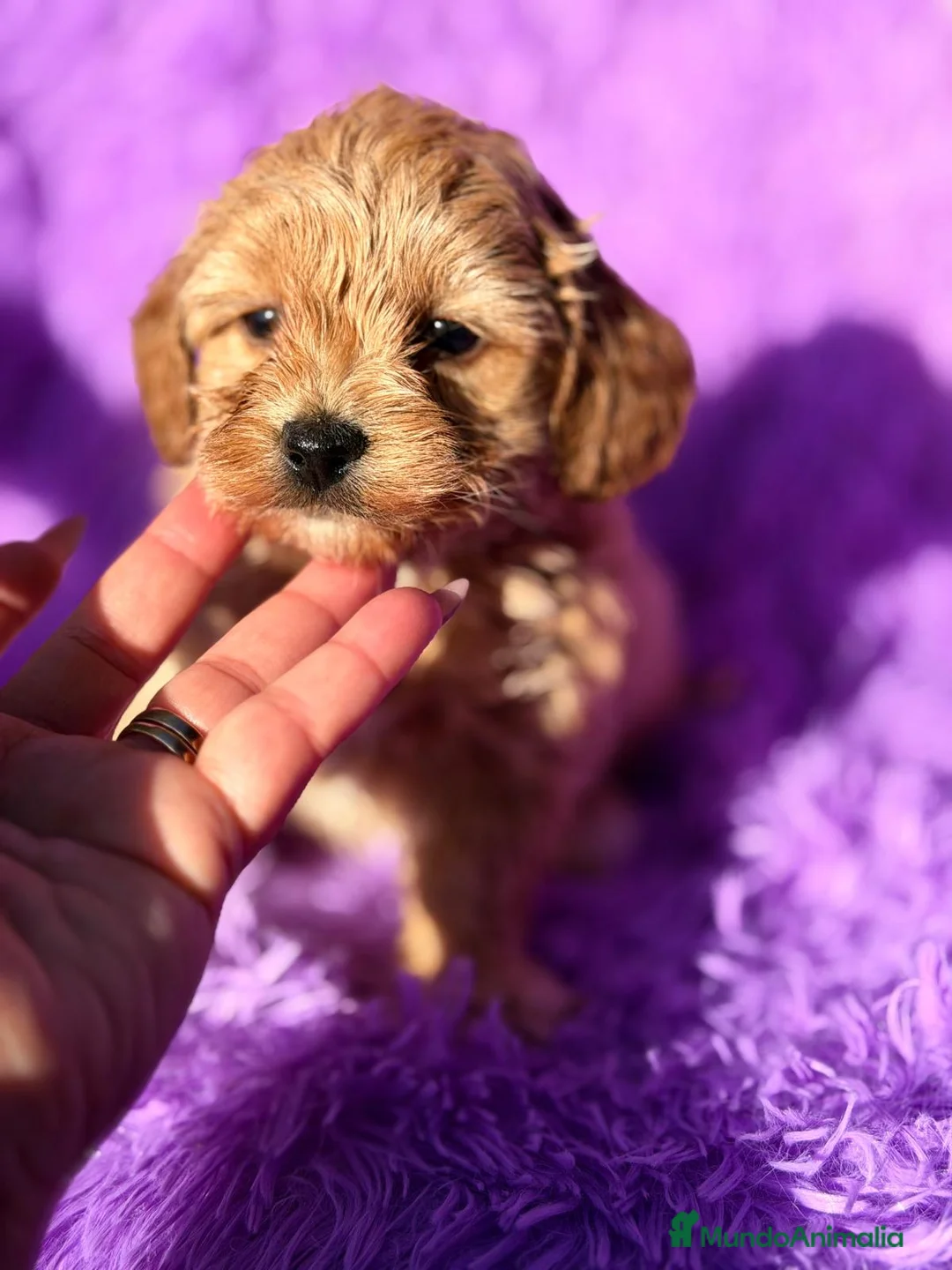 Maltipoo perros en venta: MALTIPOO - Anuncio 5