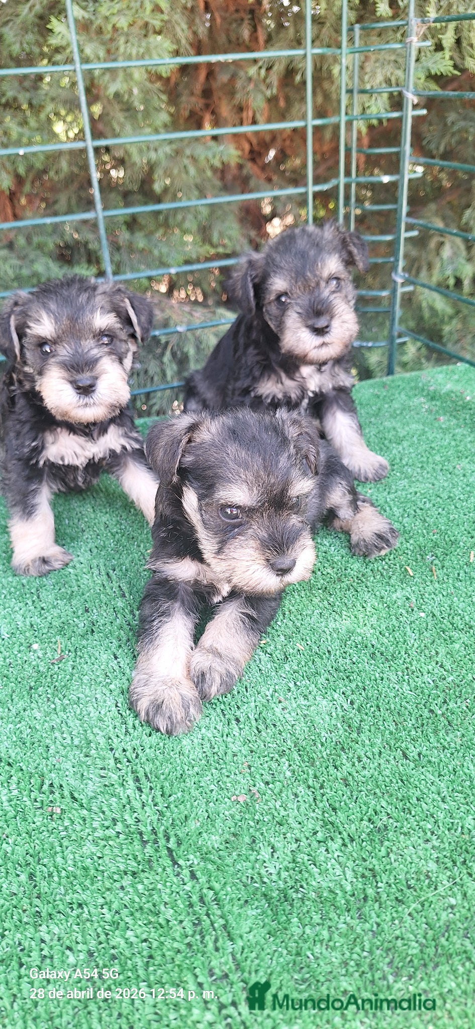Schnauzer Miniatura perros Schnauzer miniatura  - Anuncio 2