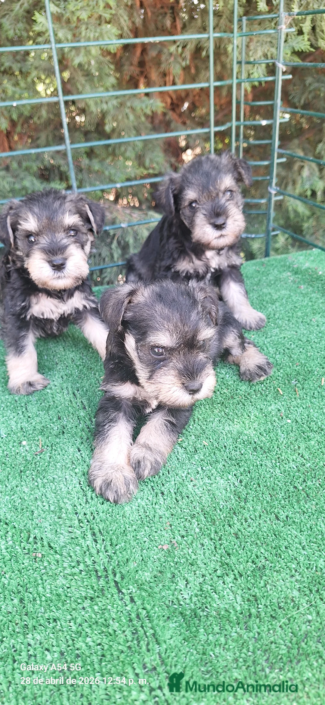 Schnauzer Miniatura perros en venta: Schnauzer miniatura  - Anuncio 1
