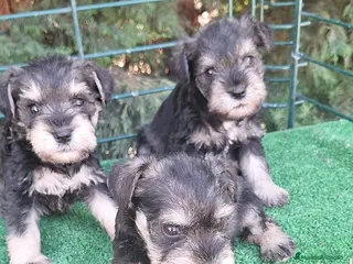Schnauzer Miniatura perros Schnauzer miniatura - Anuncio 2