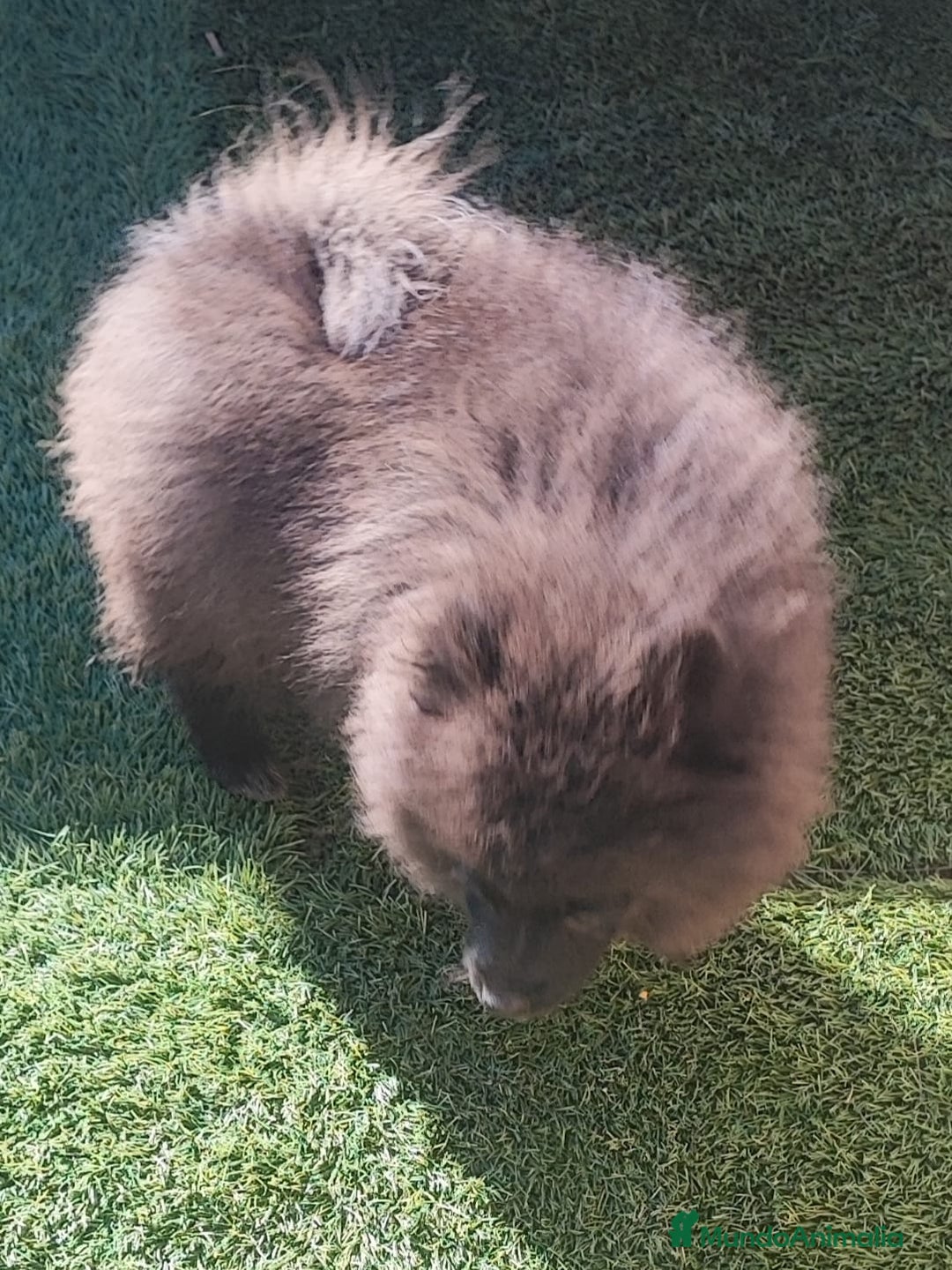 Pomerania perros en venta: SPITZ ALEMAN - Anuncio 4