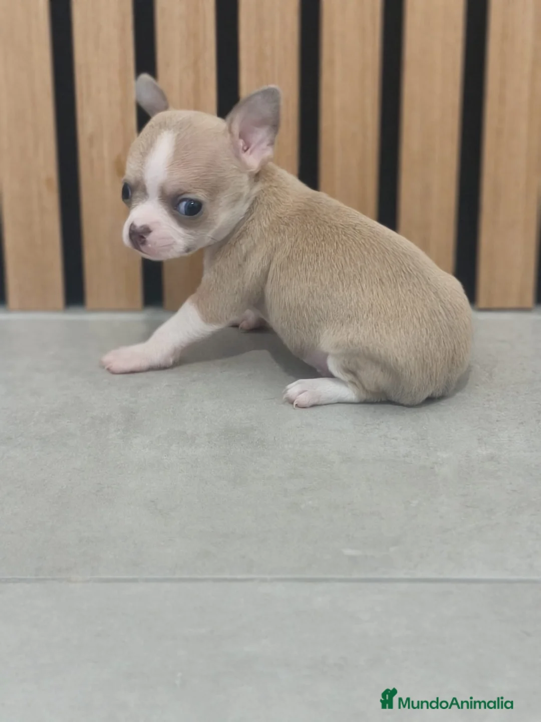 Chihuahua perros en venta: Chihuahua toy en Valencia - Anuncio 2