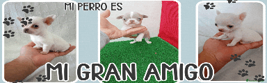 Chihuahua Cachorro 3