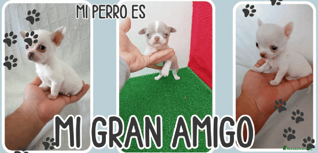 Chihuahua perros en venta: IMPRESIONANTE  CHIHUAHUA   LINEA  TOY  - Anuncio 6