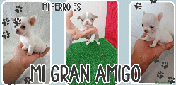 Chihuahua Cachorro 3