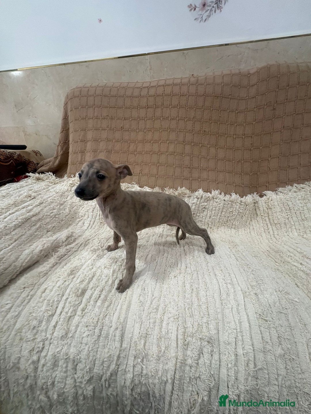 Whippet perros en venta: Whippet blue verdino - Anuncio 7