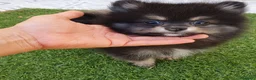 Pomerania perros en venta: Pomerania Toy Top  - Anuncio 4