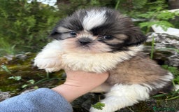 Shih Tzu perros en venta: Shih tzu se admiten reservas - Imagen 3
