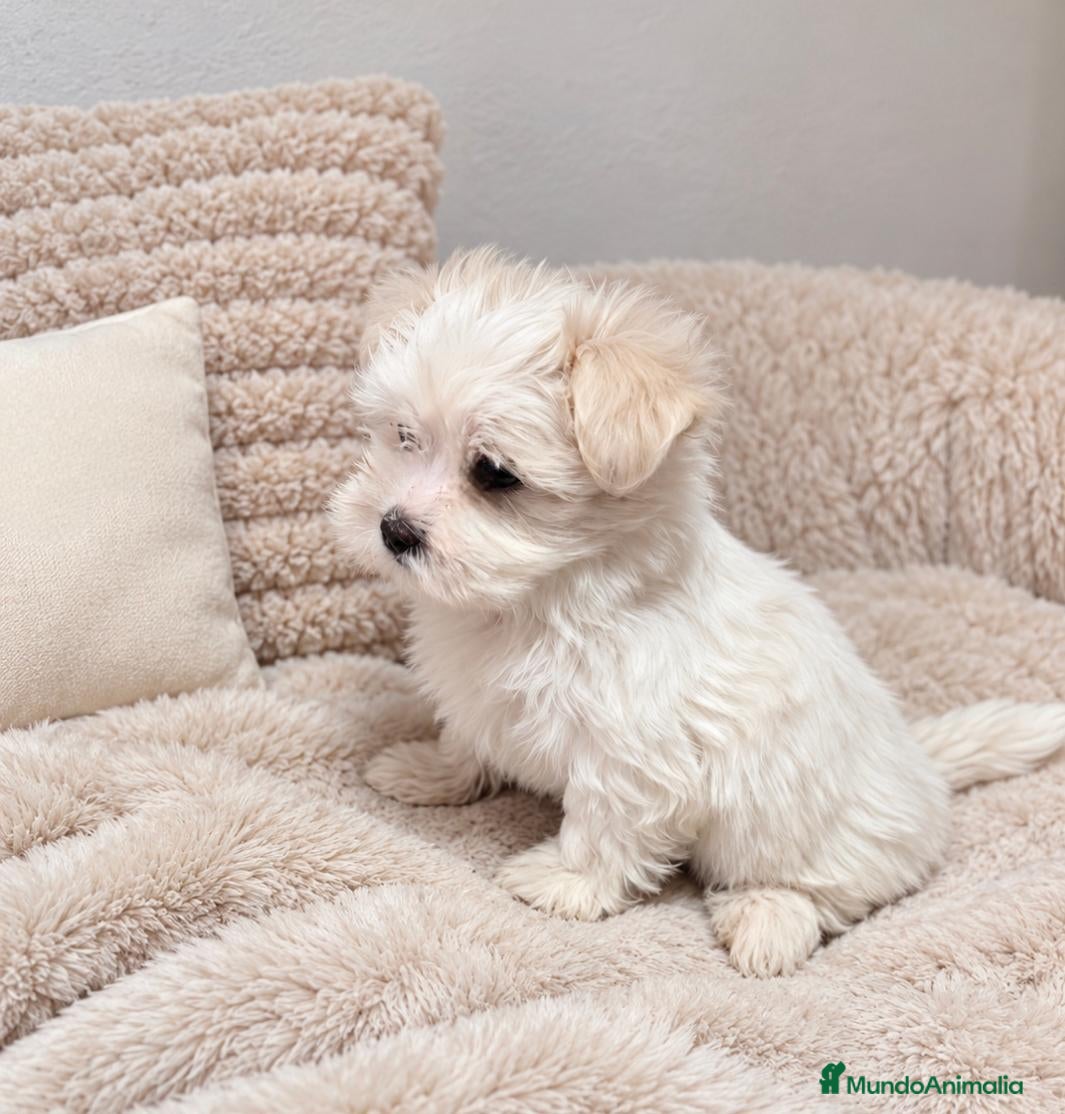 Bichón Maltés perros en venta: Preciosa Bichón Maltés Miniatura  - Anuncio 2