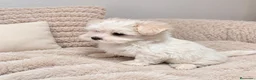 Bichón Maltés perros en venta: Preciosa Bichón Maltés Miniatura  - Anuncio 1