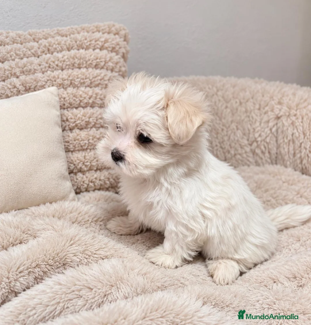 Bichón Maltés perros en venta: Preciosa Bichón Maltés Miniatura  - Anuncio 1