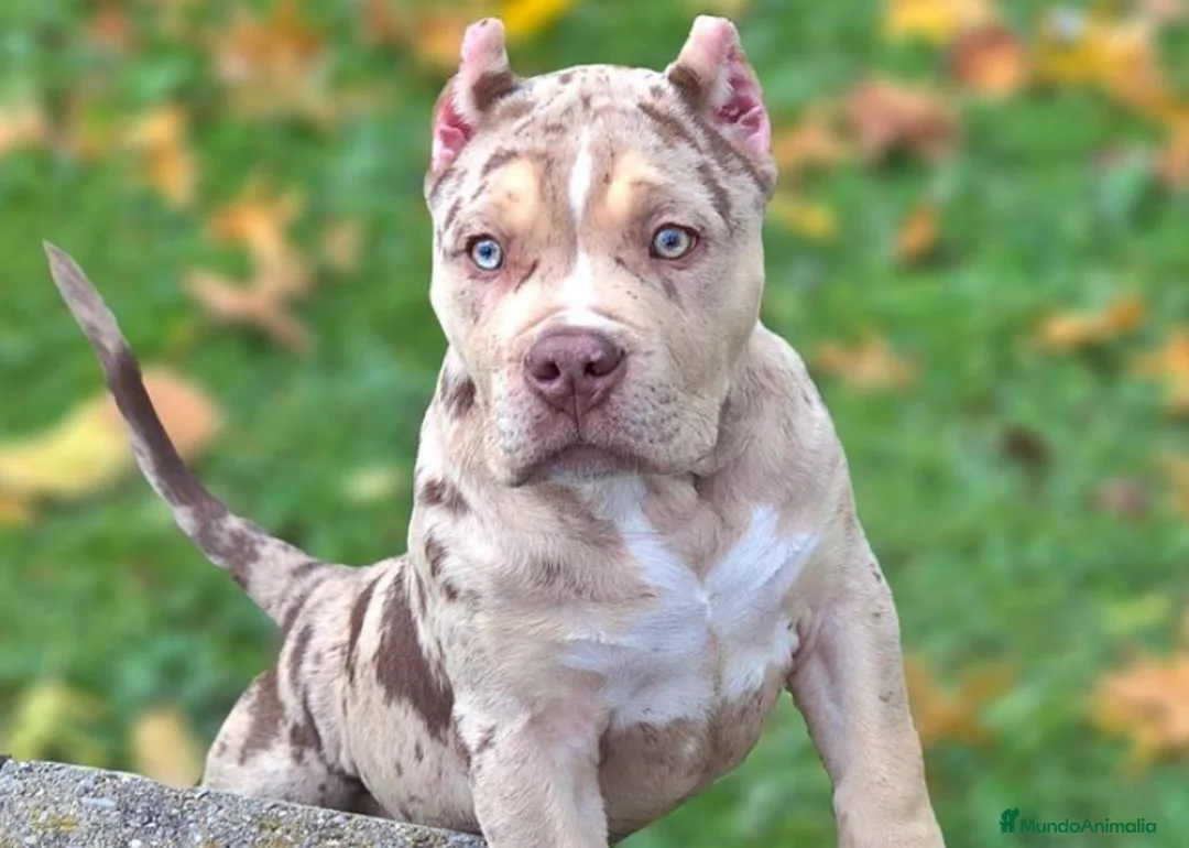 American Pit Bull Terrier perros en venta: AMERICAN PITBULL BLUE , LILAC , CHAMPAGNE , MERLE - Anuncio 3