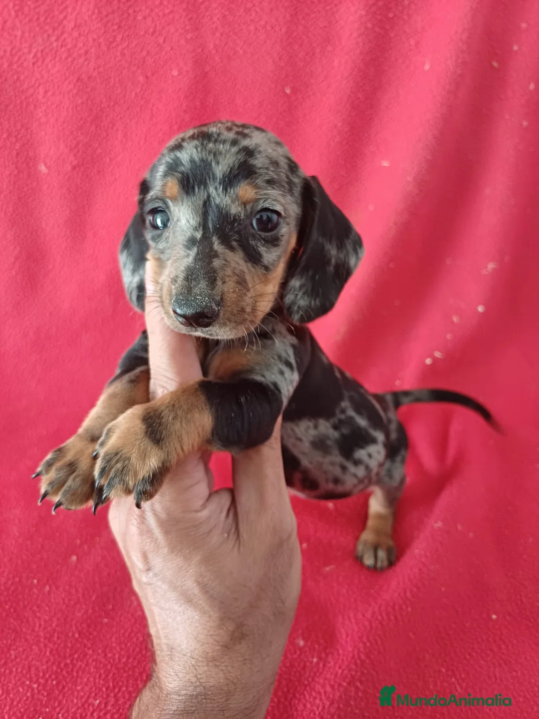 Teckel Miniatura perros en venta: Teckel Miniatura Arlequin  - Anuncio 1