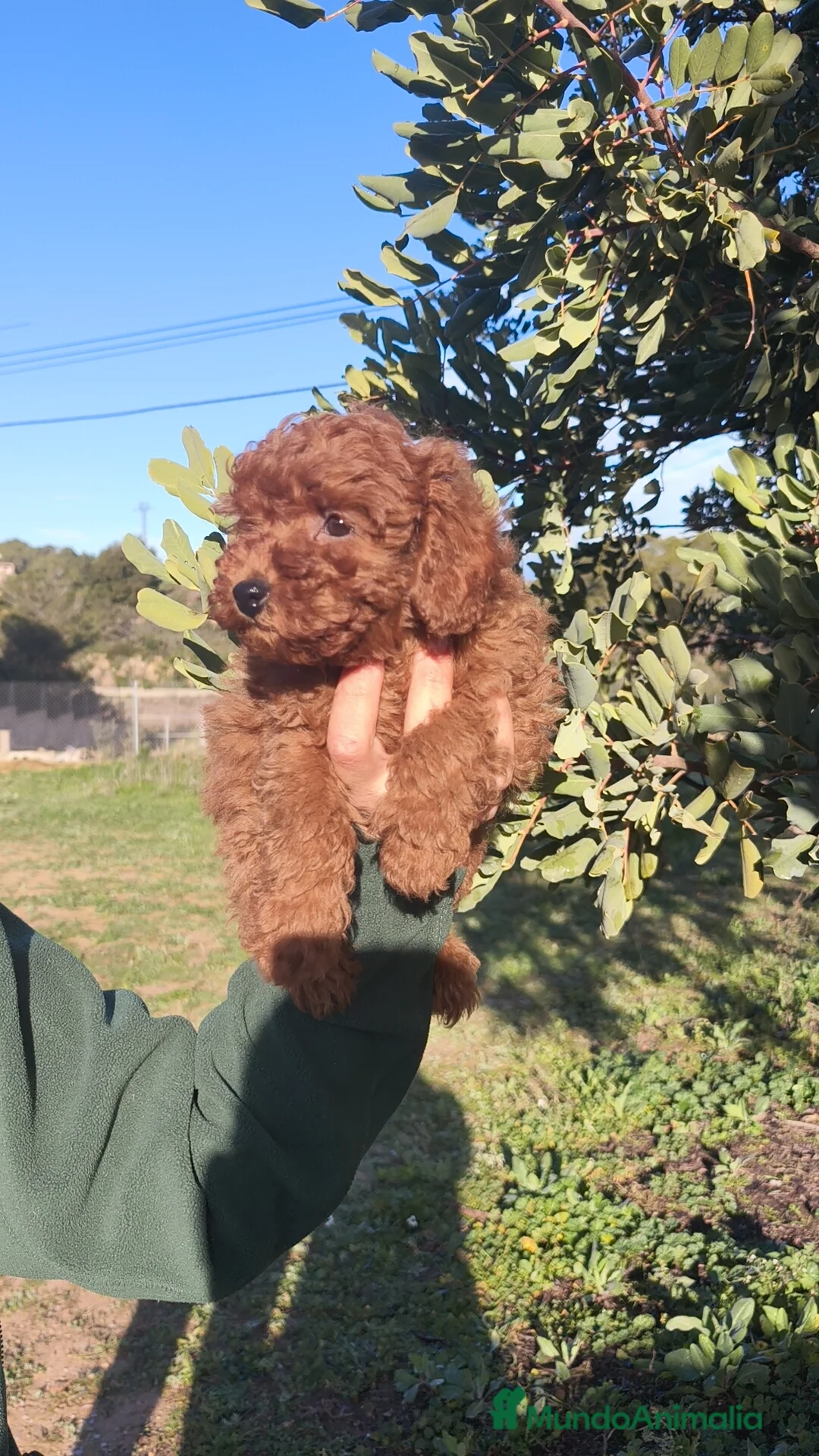 Caniche Toy perros en venta: Caniche Toy 🐩🐩 macho y hembra  - Anuncio 2