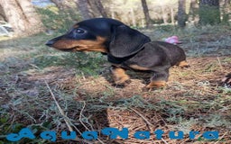 Teckel Miniatura perros en venta:  Teckel Hembra de Tiana y Tilo 4487 AQUANATURA - Imagen 4