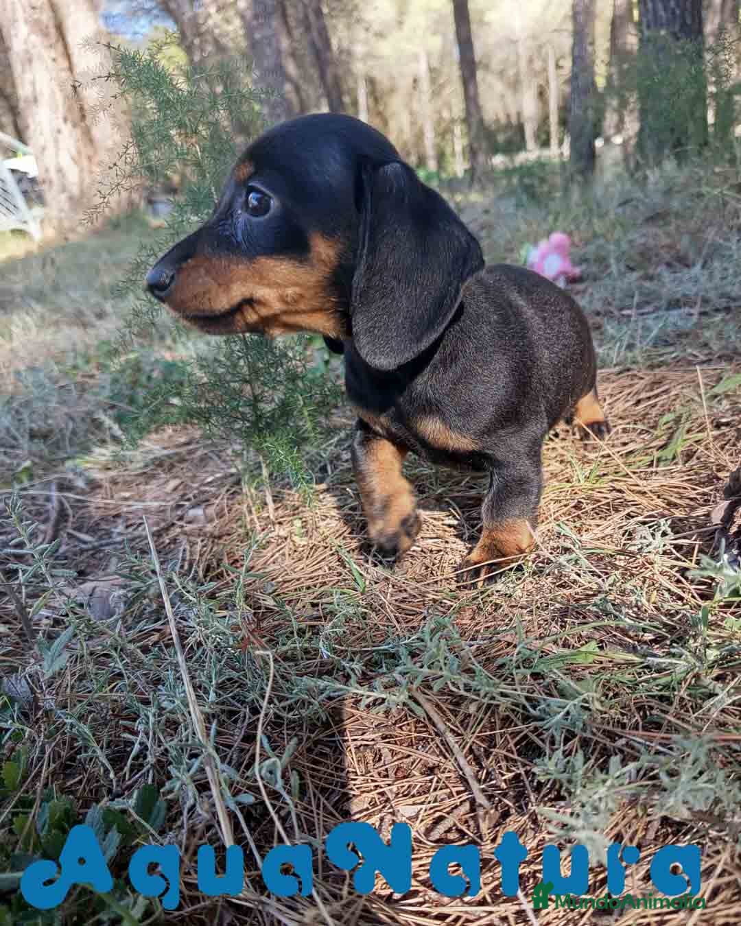 Teckel Miniatura perros en venta:  Teckel Hembra de Tiana y Tilo 4487 AQUANATURA - Imagen 4